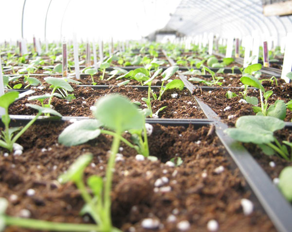Seedlings in our Greenhouse