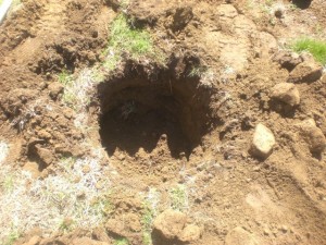 dig a hole